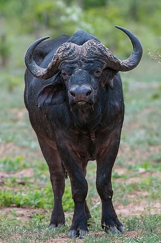 Portrait of an African buffalolooking at the camera Chobe National Park-Botswana Nature Print